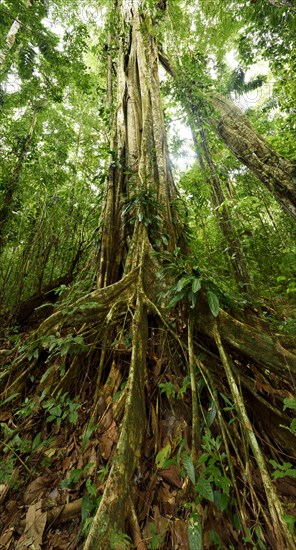 Strangler fig (Ficus genus)