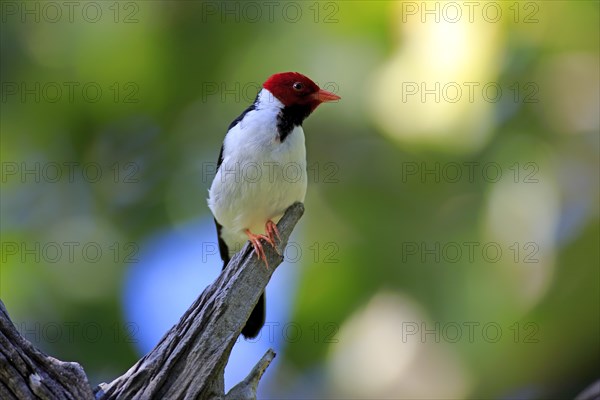 Yellow-billed cardinal (Paroaria capitata)