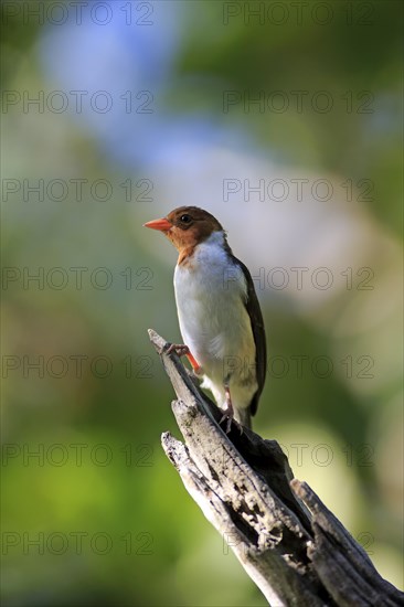 Yellow-billed cardinal (Paroaria capitata)