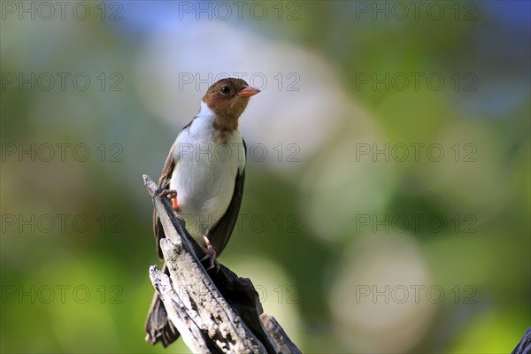 Yellow-billed cardinal (Paroaria capitata)