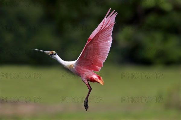 Roseate spoonbill (Ajaia ajaja)