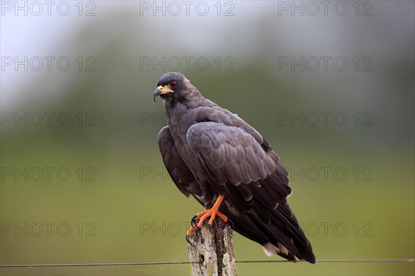 Snail kite (Rostrhamus sociabilis)