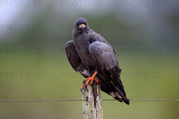 Snail kite (Rostrhamus sociabilis)