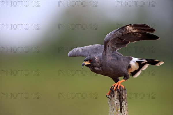 Snail kite (Rostrhamus sociabilis)