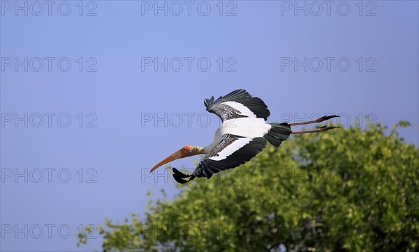 Painted stork (Mycteria leucocephala)