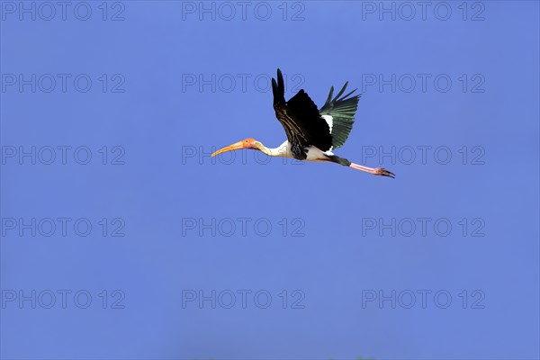 Painted stork (Mycteria leucocephala)