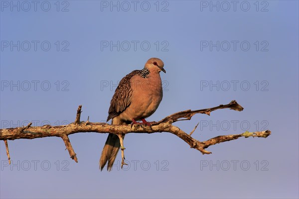 Spotted dove (Streptopelia chinensis ceylonensis)