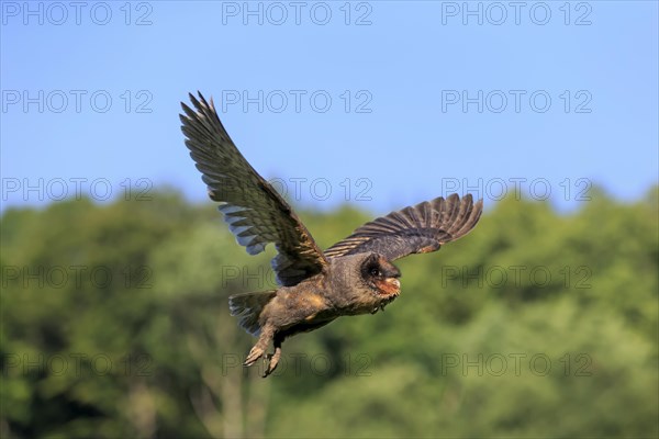 Sao Tome Barn Owl (Tyto thomensis)