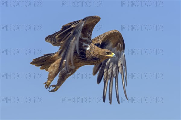 Tawny eagle (Aquila Rapax)