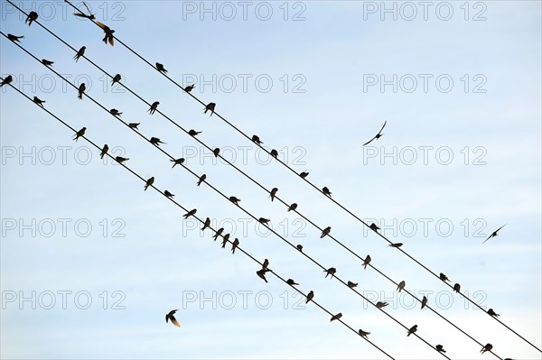 Flock of barn swallows (Hirundo rustica)