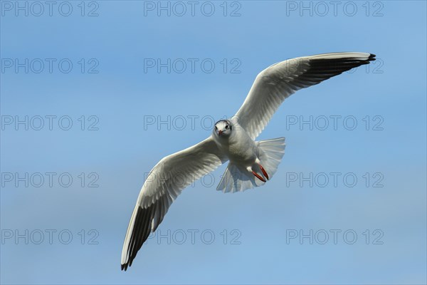 Black-headed Gull (Chroicocephalus ridibundus) in flight