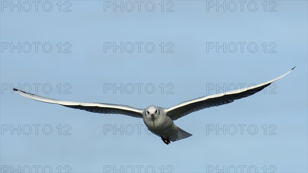 Black-headed Gull (Chroicocephalus ridibundus) in flight