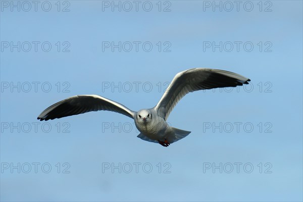 Black-headed Gull (Chroicocephalus ridibundus) in flight