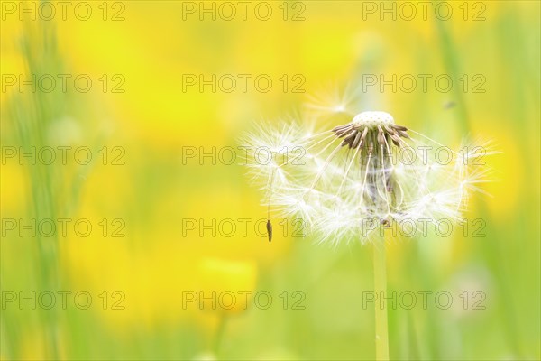 Dandelion seed head (Taraxacum)