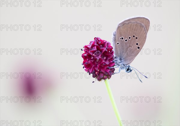 Scarce Large Blue (Phengaris teleius) on Great Burnet (Sanguisorba officinalis)