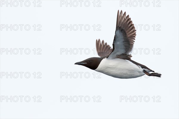 Thick-billed murre (Uria lomvia)