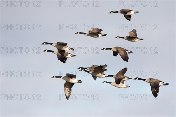 Canada Geese (Branta canadensis)