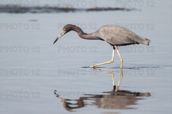 Little Blue Heron (Egretta caerulea) hunting