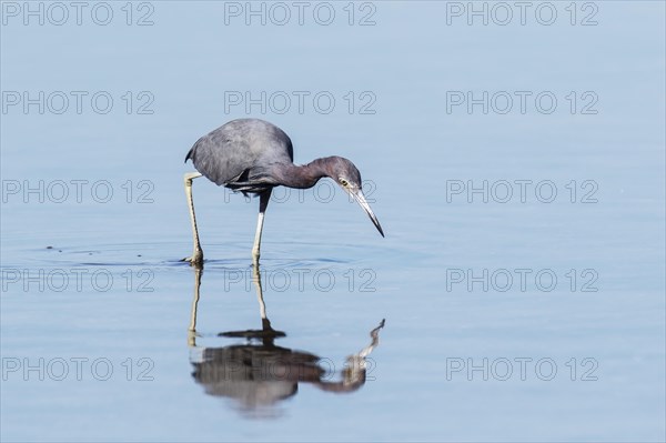 Little Blue Heron (Egretta caerulea) hunting