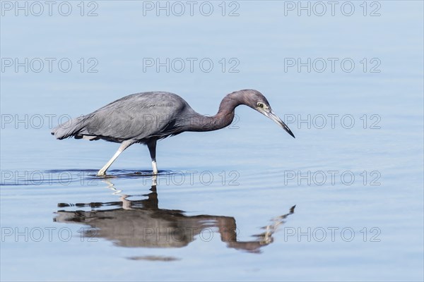 Little Blue Heron (Egretta caerulea) hunting