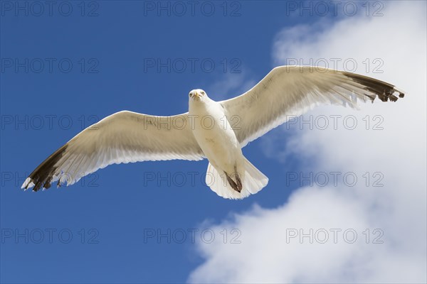 European herring gull (Larus argentatus)
