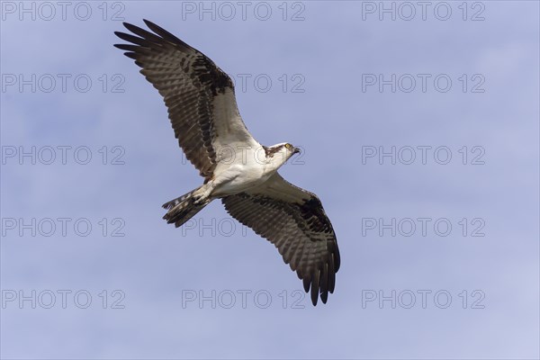 Osprey (Pandion haliaetus carolinensis) in flight