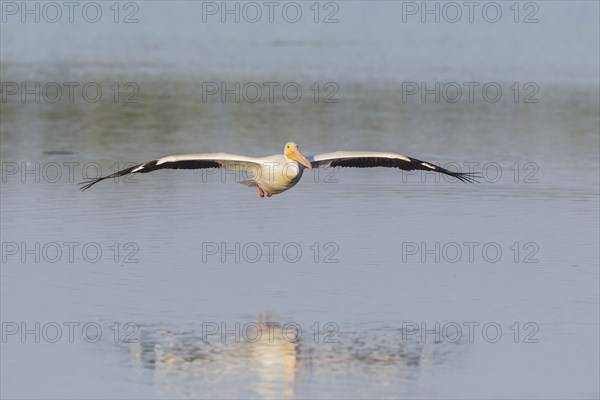 American white pelican (Pelecanus erythrorhynchos) in flight over water