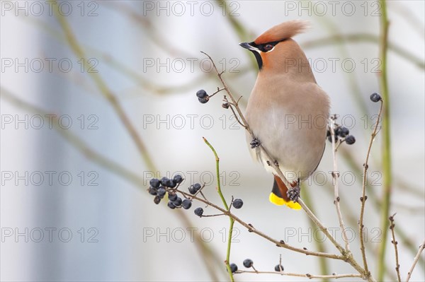 Bohemian waxwing