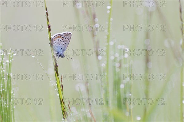Common Blue (Polyommatus icarus) on a blade of grass