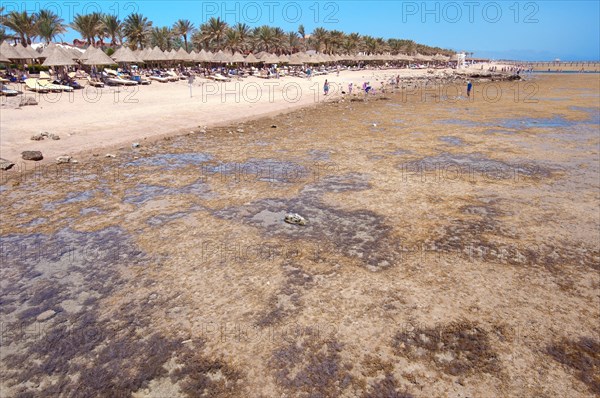 Low tide on coral beach