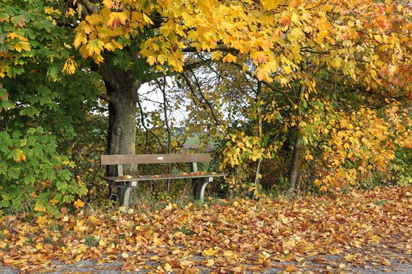 Bench under autumnal maple trees (Acer campestre)