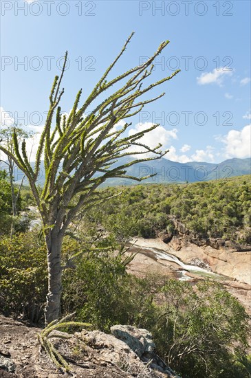 Tropical dry forest landscape with river and rocks