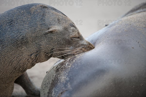 Galapagos Sea Lions (Zalophus wollebaeki)