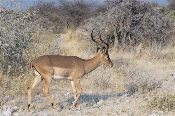 Blacked-faced Impala (Aepyceros melampus petersi)