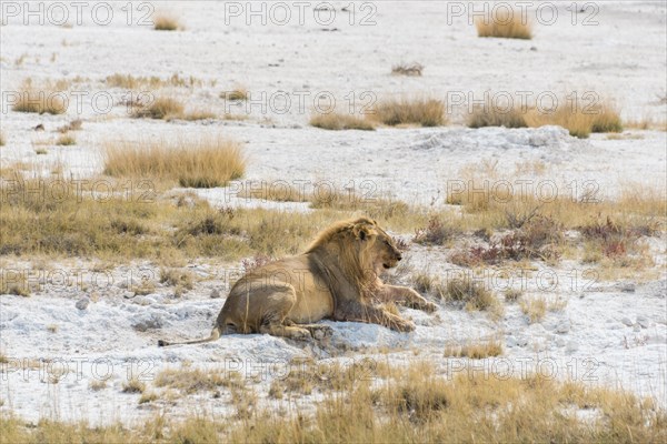 Lion (Panthera leo)