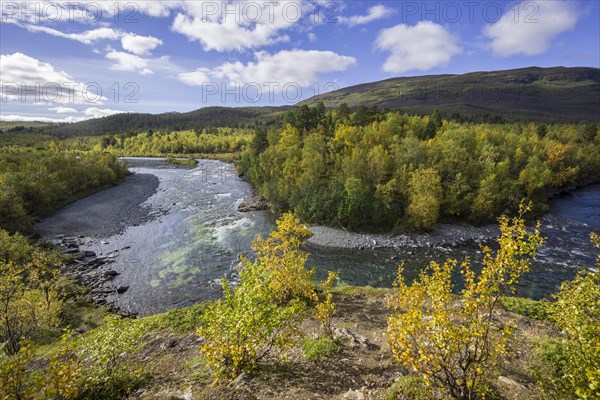 Autumn coloured birch trees on the Abiskojakka river