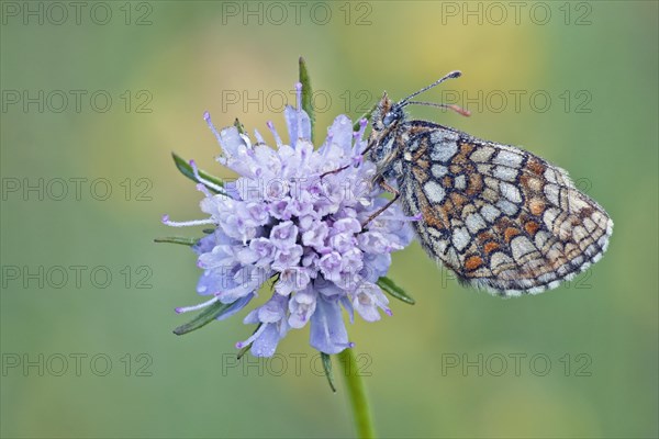 Heath Fritillary (melitaea athalia) perched on a Field Scabiosa (Knautia arvensis)