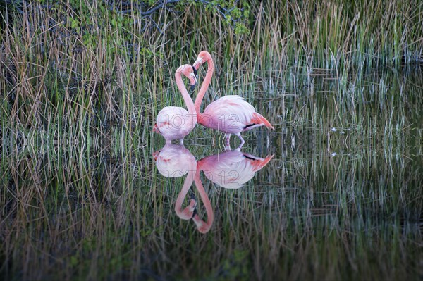 Pair of Greater Flamingos or American Flamingos (Phoenicopterus ruber)