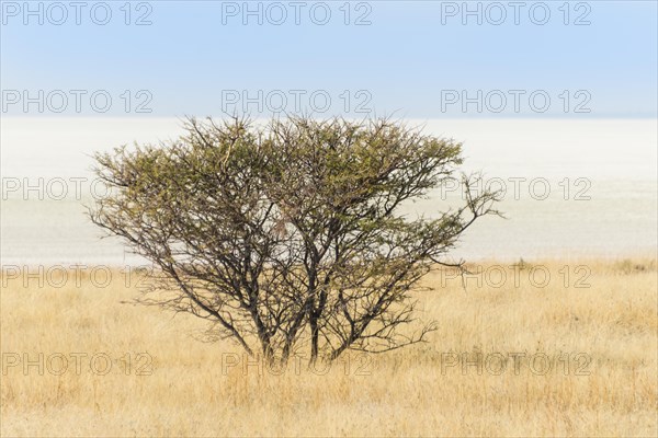 Acacia bush