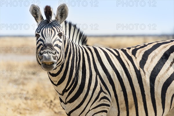 Burchell's Zebra (Equus burchellii)