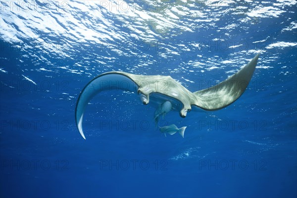 Sicklefin Devil Ray or Box Ray (Mobula tarapacana)