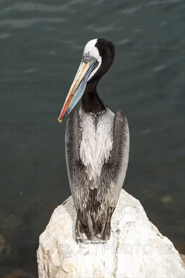 Peruvian Pelican (Pelecanus thagus)