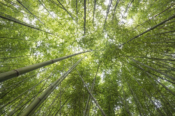 Bamboo (Bambus fargesia) grove