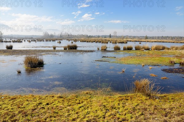 Ice-covered water surface of a renatured peat-mining area