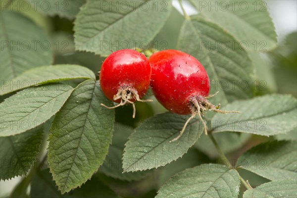 Rose hips and leaves