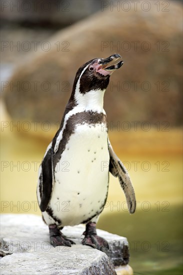Humboldt Penguin or Peruvian Penguin (Spheniscus humboldti)