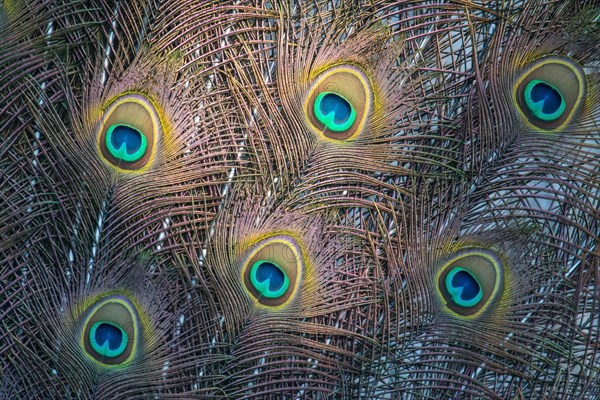 Indian Peafowl or Blue Peafowl (Pavo cristatus)