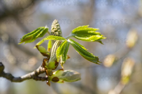 Horse-chestnut (Aesculus hippocastanum) buds