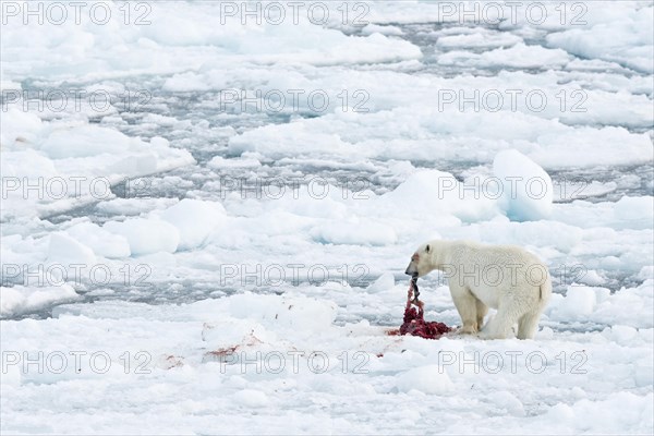 Polar bear (Ursus maritimus)