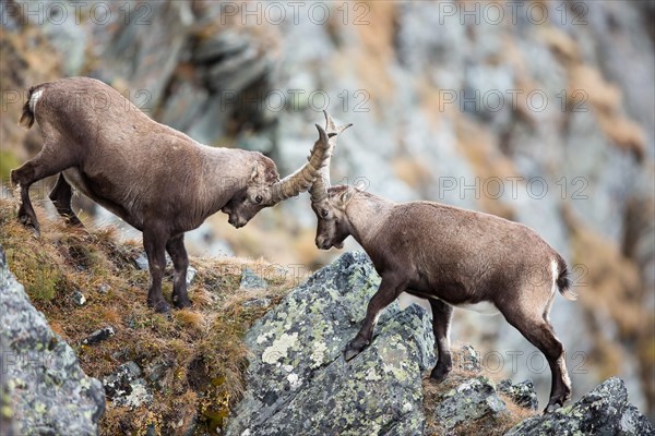 Alpine Ibexes (Capra ibex)